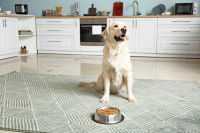 Un chien avec sa gamelle dans la cuisine