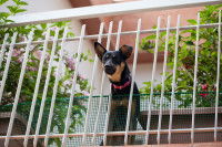 Un petit chien sur un balcon