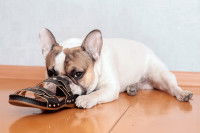 Un chiot mâchouille une chaussure