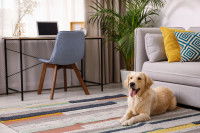 Un Golden Retriever allongé près du canapé dans le salon