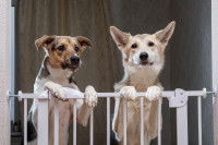 Deux chiens au-dessus d'une barrière