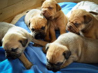 Élever des chiots coûte cher et demande du temps