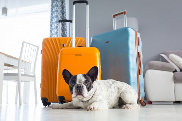 Un Bouledogue Français allongé devant des valises
