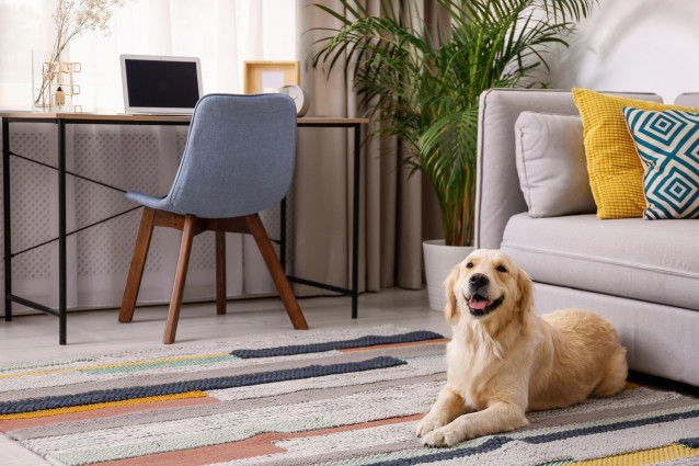 Un chien heureux allongé dans un grand appartement
