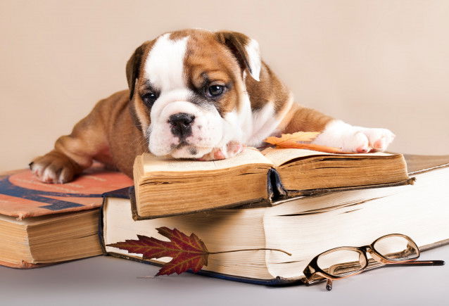 Un jeune chiot molosse allongé sur une pile de livres