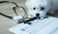 Un petit chien blanc allongé sur une table, à côté d'un stéthoscope et d'un formulaire