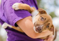 Un chien dans les bras d'un homme