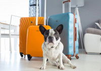 Un chien assis devant des valises dans une maison