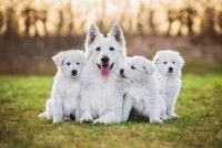 Un chien blanc allongé sur l'herbe entouré de ses trois chiots blancs