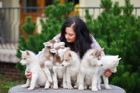 Une femme maintenant six chiots entre ses bras
