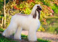 Un chien Lévrier Afghan marchant dans un parc