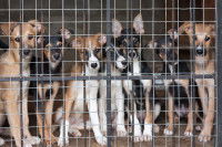 Adopter un chien en refuge
