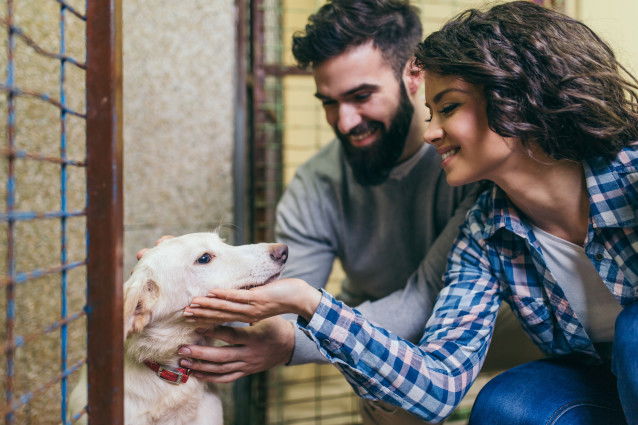 Un couple s'apprête à adopter un chien dans un refuge