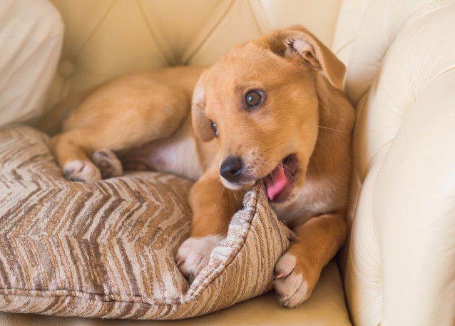 Étape 6 : gérer les premiers jours avec son chien