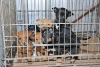 Des chiots dans une cage
