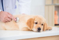 Chiot Golden Retriever examiné par le vétérinaire