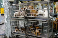Plusieurs chiots dans des cages