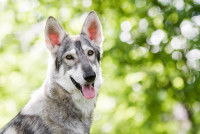 Tête d'un Inuit du Nord