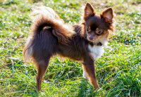 Un Chihuahua debout dans l'herbe