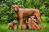 Une femelle Rhodesian Ridgeback allaite ses chiots