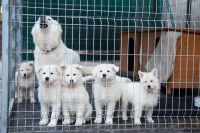 Une famille de Bergers Blancs Suisses