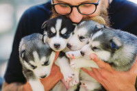 Un homme embrasse des chiots Huskys
