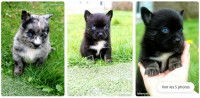 Photos d'une annonce de chiot Pomsky