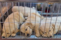 Des chiots Labrador dans une cage