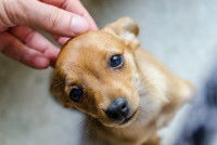 Chiot Pinscher en train d'être caressé
