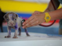 Aller chez le vétérinaire