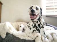 Souscrire une assurance complémentaire canine