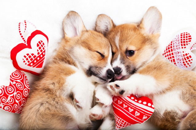 Deux chiots Corgis mignons avec des coussins en forme de coeur
