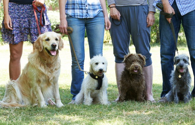 Quatre personnes debout avec leur chien tenu en laisse
