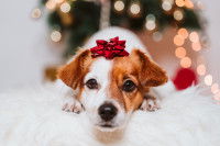 Un Jack Russel avec un paquet cadeau pour Noël
