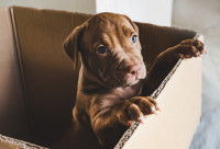 Un chiot dans une boîte en carton