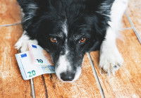 Un Border Collie allongé avec des billets de banque à côté de lui