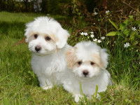 Adopter un chiot chez un éleveur canin professionnel
