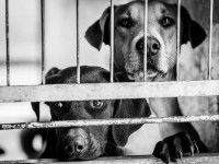Adopter un chien dans un refuge