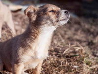 Adopter un chien chez un particulier