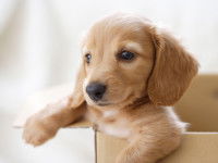 Adopter un chiot dans une animalerie ou une jardinerie