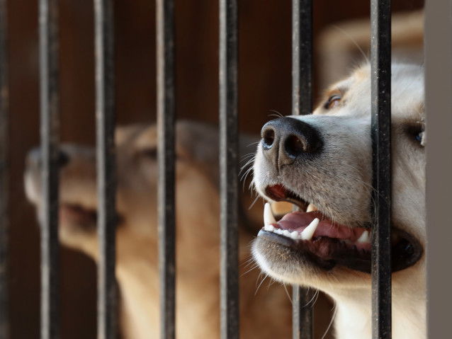 Un chien passe son museau à travers les barreaux de sa cage