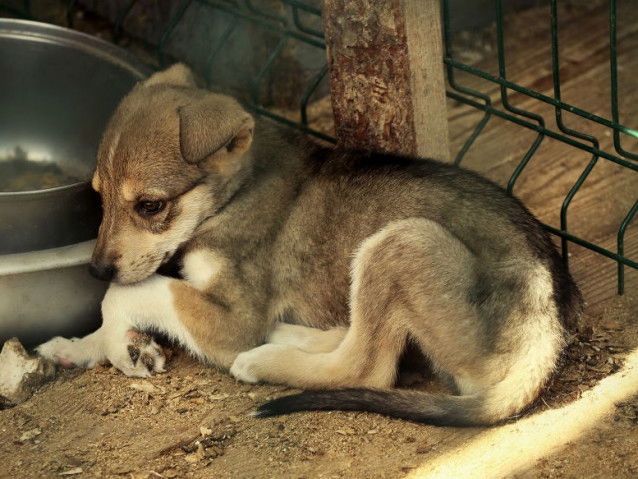 Un jeune chien dans un refuge