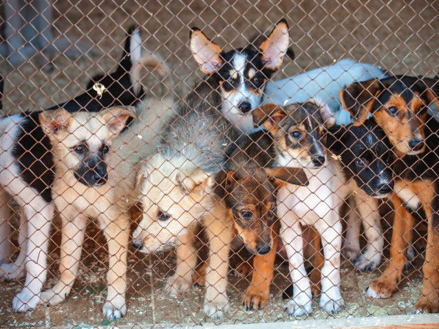 Une troupe de jeunes chiens dans un chenil