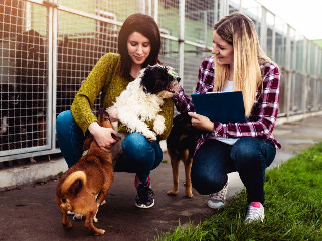 Deux femmes qui s'occupent de chiens dans un refuge