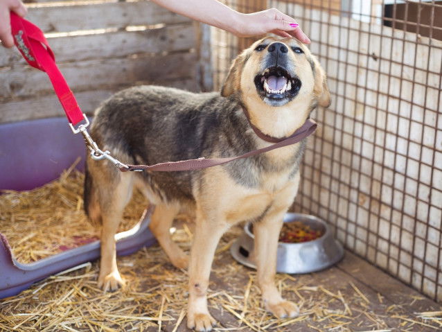 Un chien de refuge en train d'être caressé