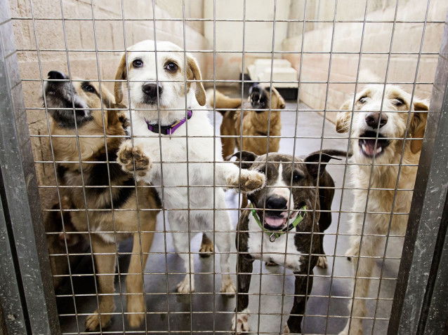 Des chiens derrière la grille d'un boxe de refuge
