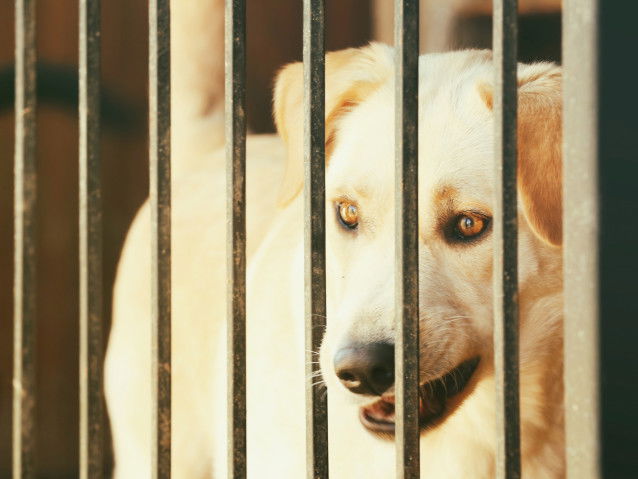 Un chien derrière des barreaux