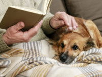 Un chien paisiblement installé sur les genoux de son maître pendant que celui-ci lit un livre