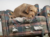 Un fauteuil déchiqueté par un chien