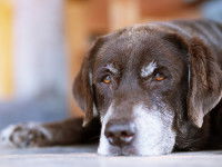 Un chien âgé allongé à terre et avec un regard mélancolique